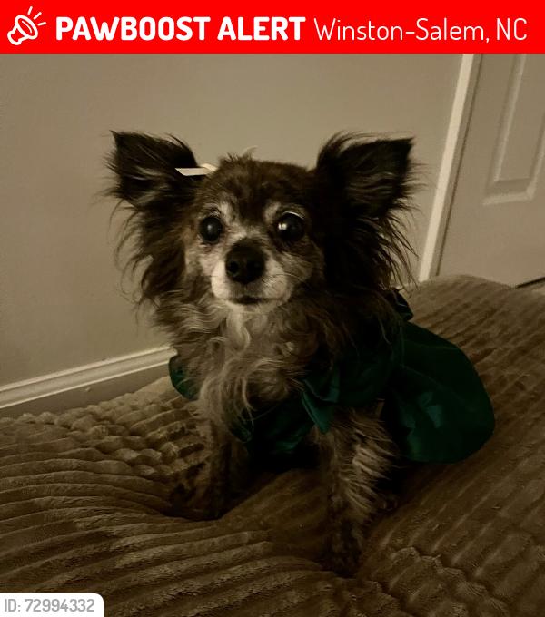Lost Female Dog last seen Woodcliff drive, Winston-Salem, NC 27106