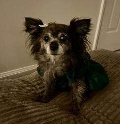 Lost Female Dog last seen Woodcliff drive, Winston-Salem, NC 27106