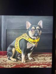 Lost Female Dog last seen nellis n cheyenne, Las Vegas, NV 89115