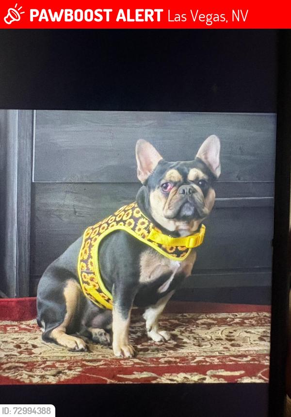 Lost Female Dog last seen nellis n cheyenne, Las Vegas, NV 89115
