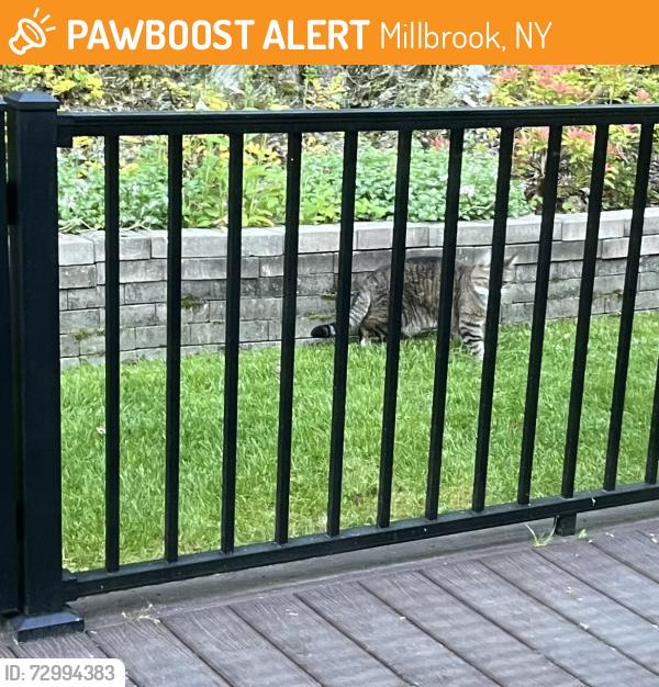 Found/Stray Unknown Cat last seen Near Church St and Alden Place - near Millbrook highscho, Millbrook, NY 12545