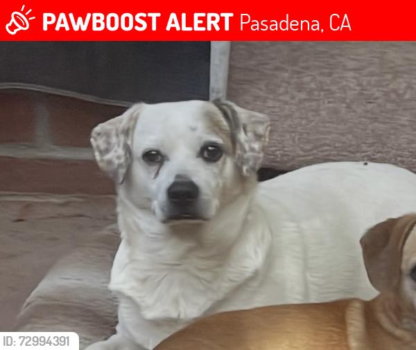Lost Male Dog last seen Catalina and Woodbury , Pasadena, CA 91104