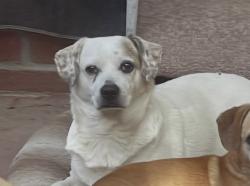 Lost Male Dog last seen Catalina and Woodbury , Pasadena, CA 91104