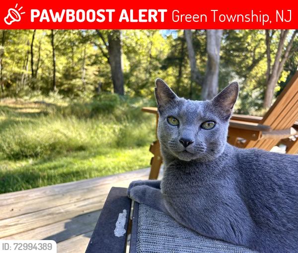 Lost Male Cat last seen Kennedy Road , Green Township, NJ 07821