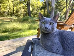 Lost Male Cat last seen Kennedy Road , Green Township, NJ 07821