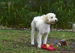 Reunited Male Dog last seen Howland & Elkcam @ Publix , Deltona, FL 32738