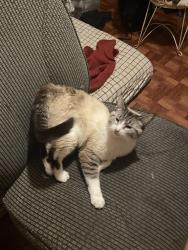 Reunited Female Cat last seen North ferry street , Anoka, MN 55303