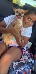Reunited Male Dog last seen Cottonwood ave Hesperia ca , Hesperia, CA 92345