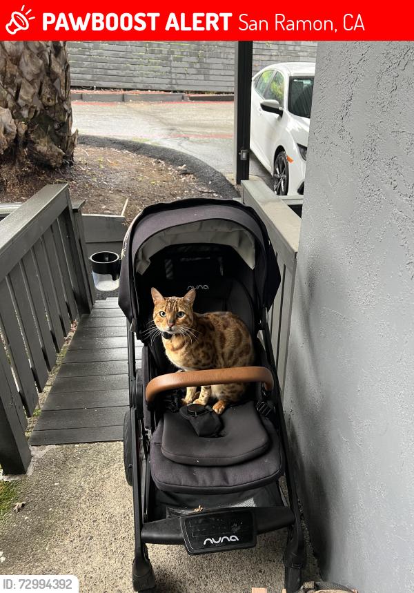 Lost Male Cat last seen Dougherty and Crow Canyon, San Ramon, CA 94582