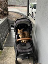 Lost Male Cat last seen Dougherty and Crow Canyon, San Ramon, CA 94582