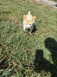 Lost Male Cat last seen Los Angeles , Los Angeles, CA 90012
