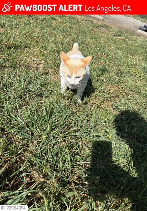 Lost Male Cat last seen Los Angeles , Los Angeles, CA 90012