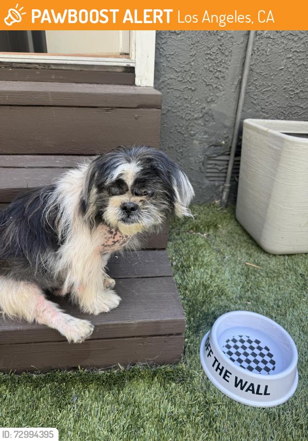 Found/Stray Male Dog last seen Ruth ave & rose avenue , Los Angeles, CA 90291