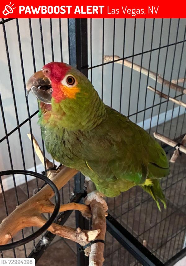 Lost Female Bird last seen Rancho and vegas, Las Vegas, NV 89101