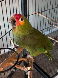 Lost Female Bird last seen Rancho and vegas, Las Vegas, NV 89101