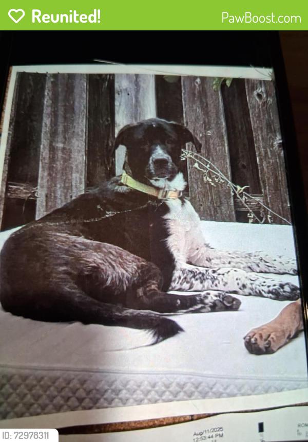 Reunited Male Dog last seen 10th St and Oxford St, Indianapolis, IN 46201