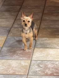 Lost Male Dog last seen Irving park rd and parkside, Chicago, IL 60634