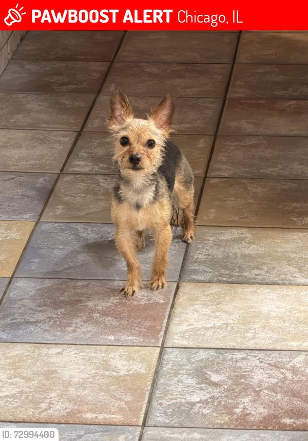 Lost Male Dog last seen Irving park rd and parkside, Chicago, IL 60634