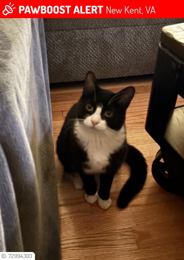 Lost Female Cat last seen Talleysville Road & Monroe Drive, New Kent, VA 23124