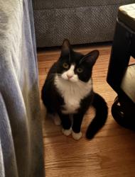 Lost Female Cat last seen Talleysville Road & Monroe Drive, New Kent, VA 23124