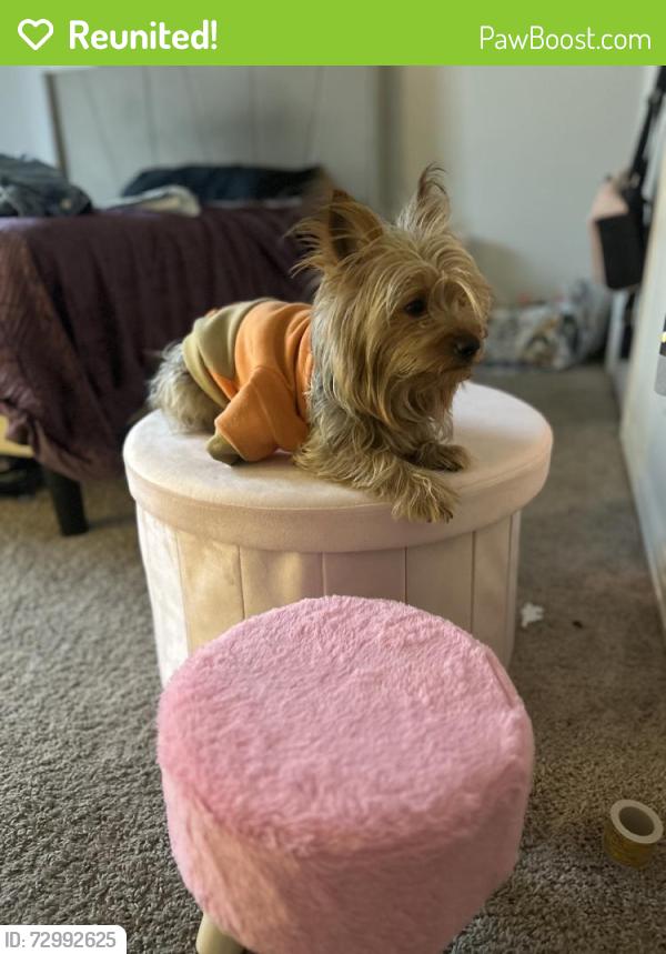 Reunited Male Dog last seen Near London Town Ln, McKinney, TX 75071, USA, McKinney, TX 75071