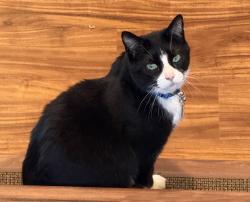 Reunited Male Cat last seen Maplested Ln and Penrose Rd, Richmond, VA 23235