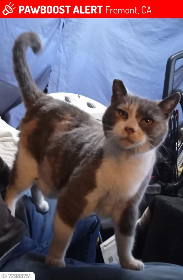 Lost Female Cat last seen Near Osgood Rd Fremont Ca  next to Serra apmts, Fremont, CA 94539