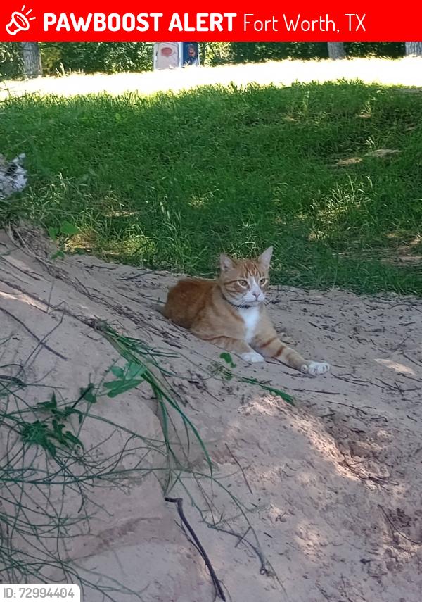 Lost Male Cat last seen Near , Fort Worth, TX 76126