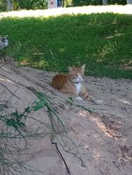 Lost Male Cat last seen Near , Fort Worth, TX 76126