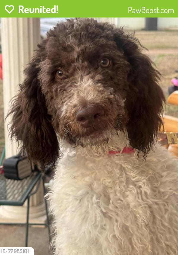 Reunited Female Dog last seen Near library on Jefferson Avenue , Birmingham, AL 35217
