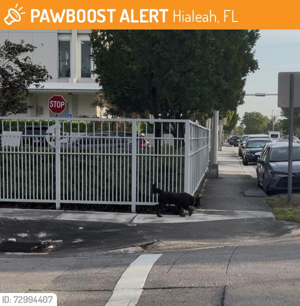 Found/Stray Male Dog last seen Near east 24th st.33013, Hialeah, FL 33013