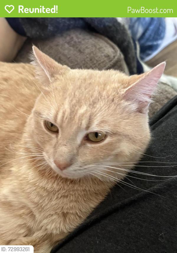 Reunited Male Cat last seen Laverne and Pearl , Parma, OH 44129