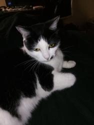 Lost Female Cat last seen West Lake Park , Davenport, IA 52804