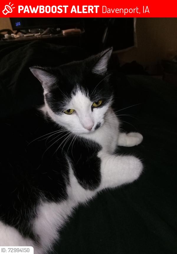 Lost Female Cat last seen West Lake Park , Davenport, IA 52804