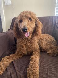 Lost Female Dog last seen Flower st , Huntington Park, CA 90280