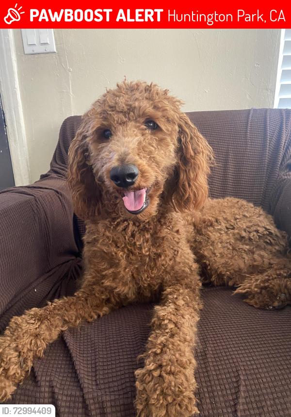 Lost Female Dog last seen Flower st , Huntington Park, CA 90280