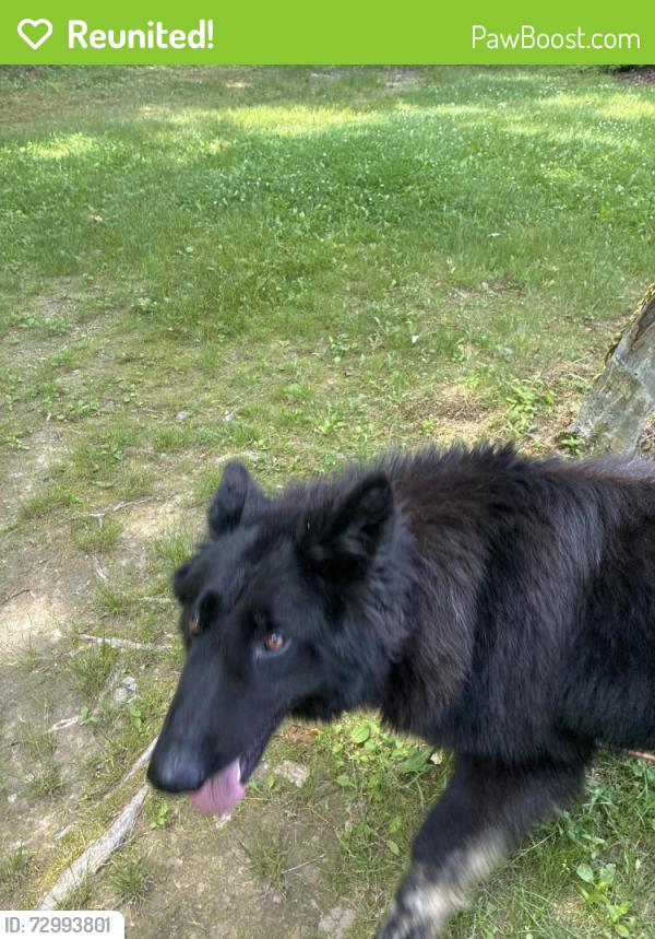 Reunited Male Dog last seen Mary jones rd, Newton, NJ 07860