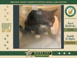 Shelter Stray Male Cat last seen FL, 5100 W Eau Gallie Blvd, Melbourne, FL 32934, USA