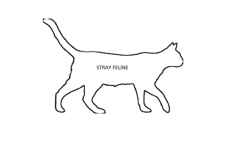 Shelter Stray Unknown Cat last seen Near Blue Bonnet Drive, COCOA, FL, 32927, 5100 W Eau Gallie Blvd, Melbourne, FL 32934, USA