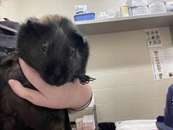 Shelter Stray Female Other last seen Near Estes Street, El Cajon, CA, 92020, El Cajon, CA 92020, USA