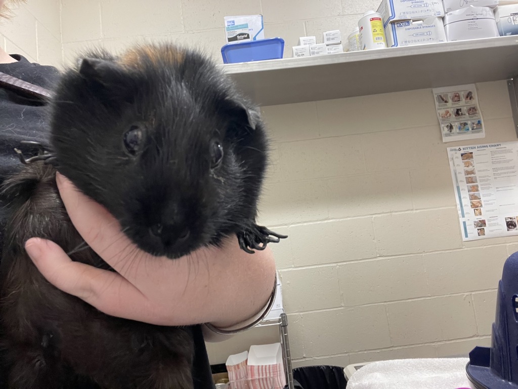 Shelter Stray Female Other last seen Near Estes Street, El Cajon, CA, 92020, El Cajon, CA 92020, USA