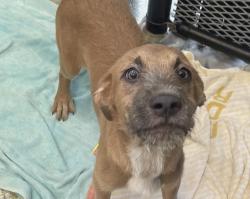Shelter Stray Male Dog last seen Near Camino De La Plaza, San Diego, CA, 92173, El Cajon, CA 92020, USA