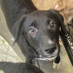 Shelter Stray Male Dog last seen Near Camino De La Plaza, San Diego, CA, 92173, El Cajon, CA 92020, USA