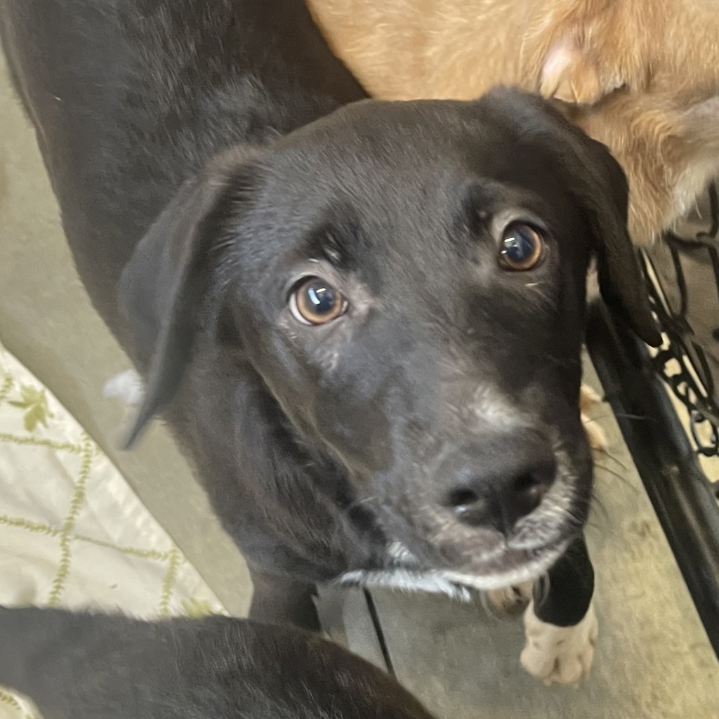 Shelter Stray Male Dog last seen Near Camino De La Plaza, San Diego, CA, 92173, El Cajon, CA 92020, USA