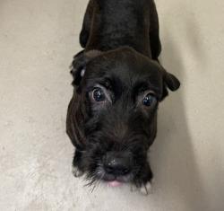 Shelter Stray Male Dog last seen Near Camino De La Plaza, San Diego, CA, 92173, El Cajon, CA 92020, USA