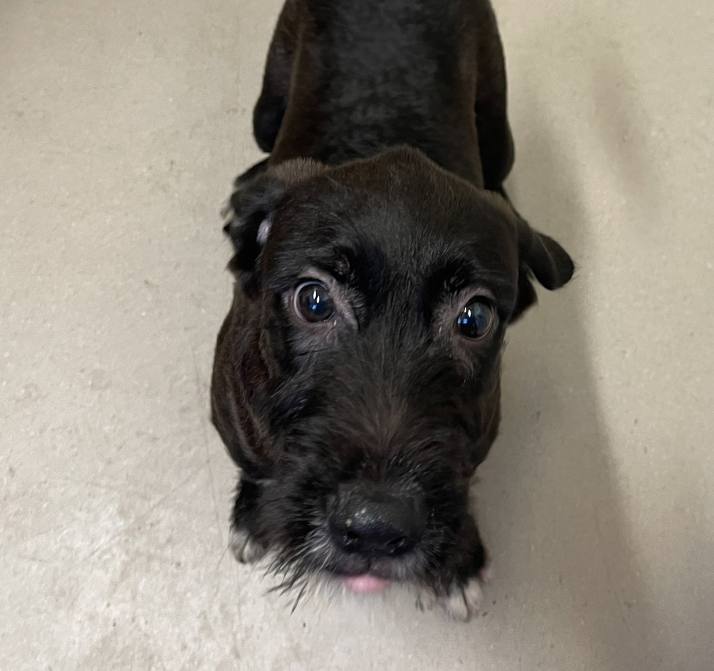 Shelter Stray Male Dog last seen Near Camino De La Plaza, San Diego, CA, 92173, El Cajon, CA 92020, USA