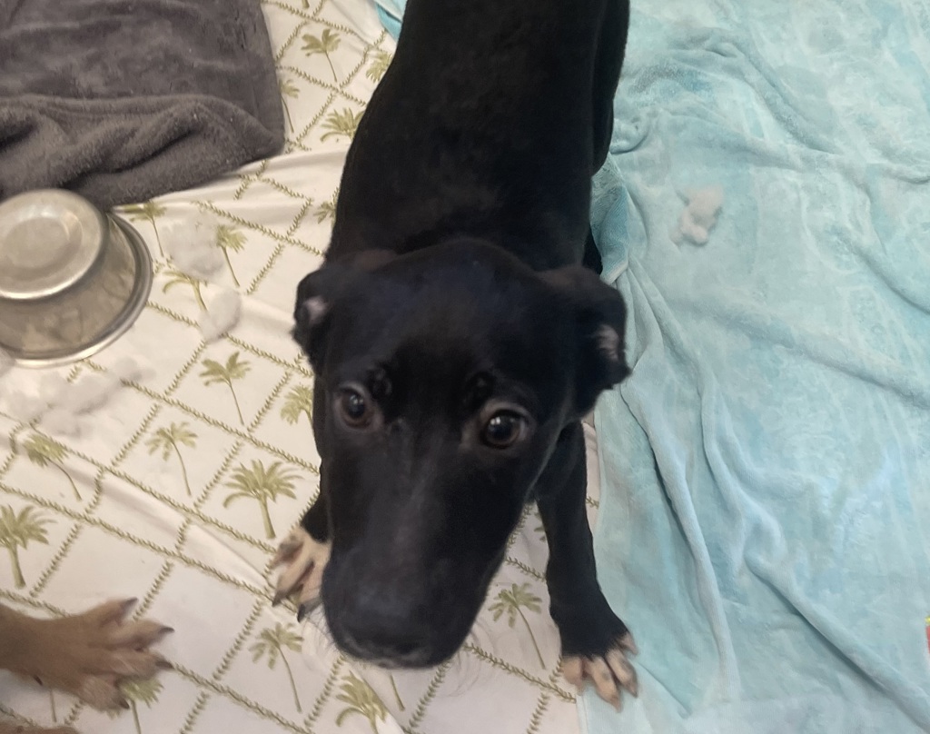 Shelter Stray Male Dog last seen Near Camino De La Plaza, San Diego, CA, 92173, El Cajon, CA 92020, USA
