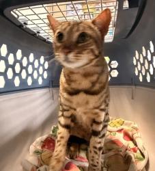Shelter Stray Female Cat last seen Plaza Ridge Rd, San Diego, CA, 92114, 5500 Gaines St, San Diego, CA 92110, USA