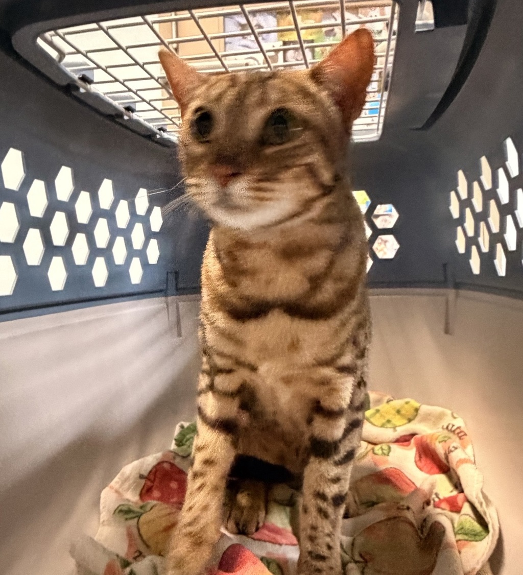 Shelter Stray Female Cat last seen Plaza Ridge Rd, San Diego, CA, 92114, 5500 Gaines St, San Diego, CA 92110, USA