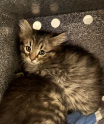 Shelter Stray Male Cat last seen Near S Mesa Drive, UNINCORPORATED COUNTY, UT, 84093, 511 W 3900 S, Salt Lake City, UT 84123, USA